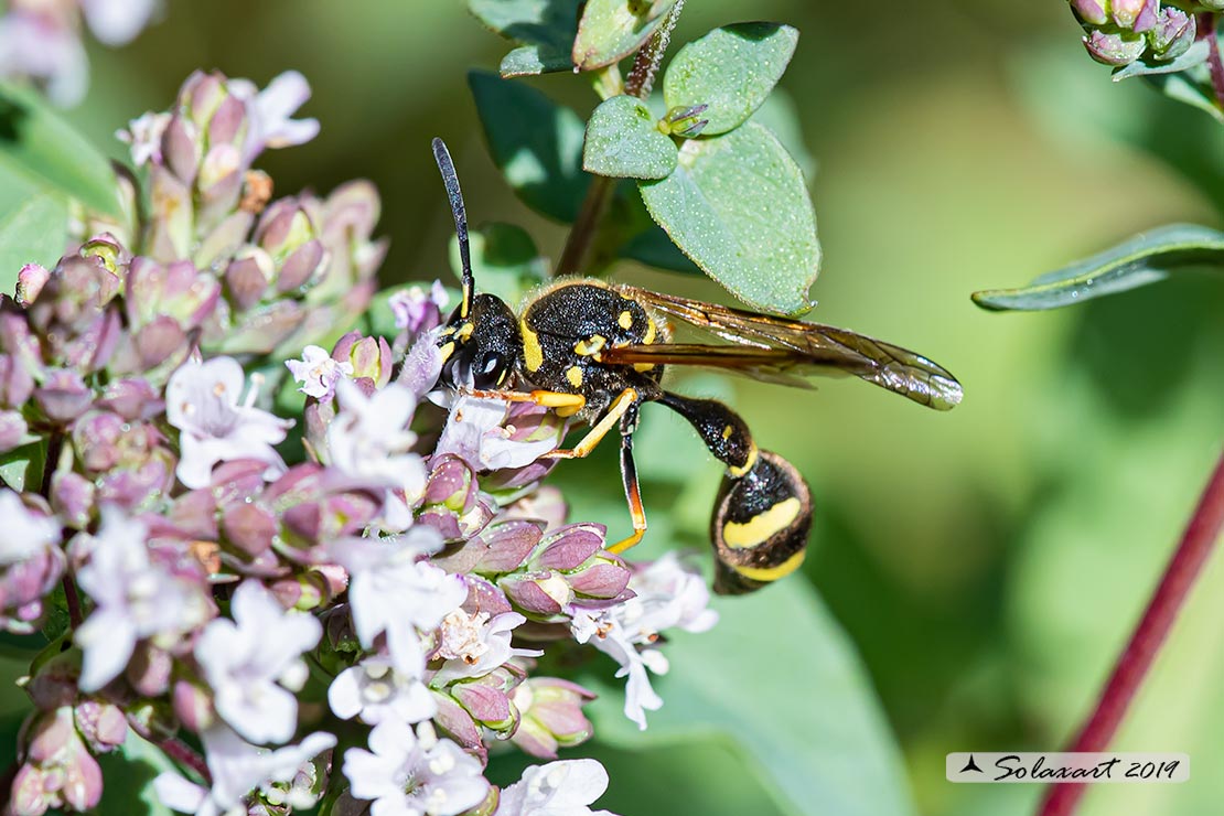 Vespidae: Eumenes sp., forse E. subpomiformis