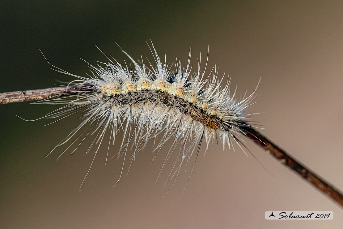 Hyphantria cunea - Caterpillar