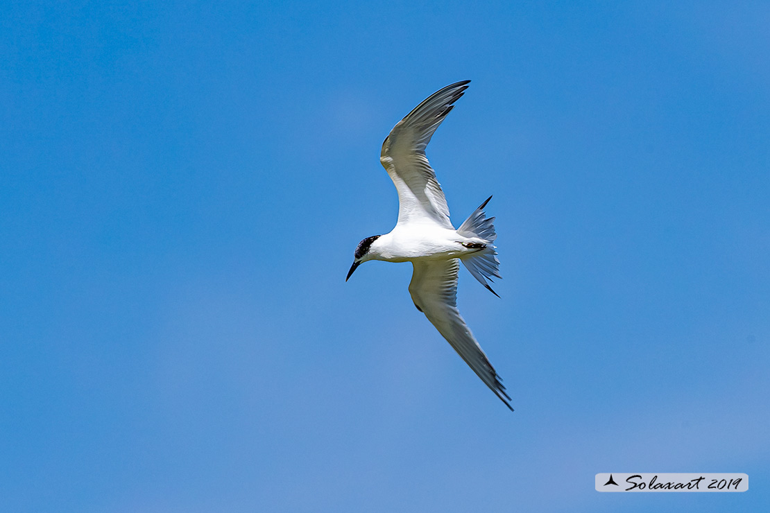 Sterna (????)... Beccapesci (Thalasseus sandvicensis)