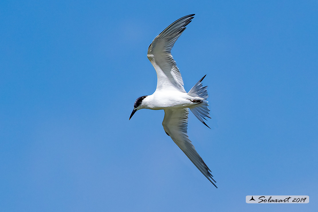 Sterna (????)... Beccapesci (Thalasseus sandvicensis)