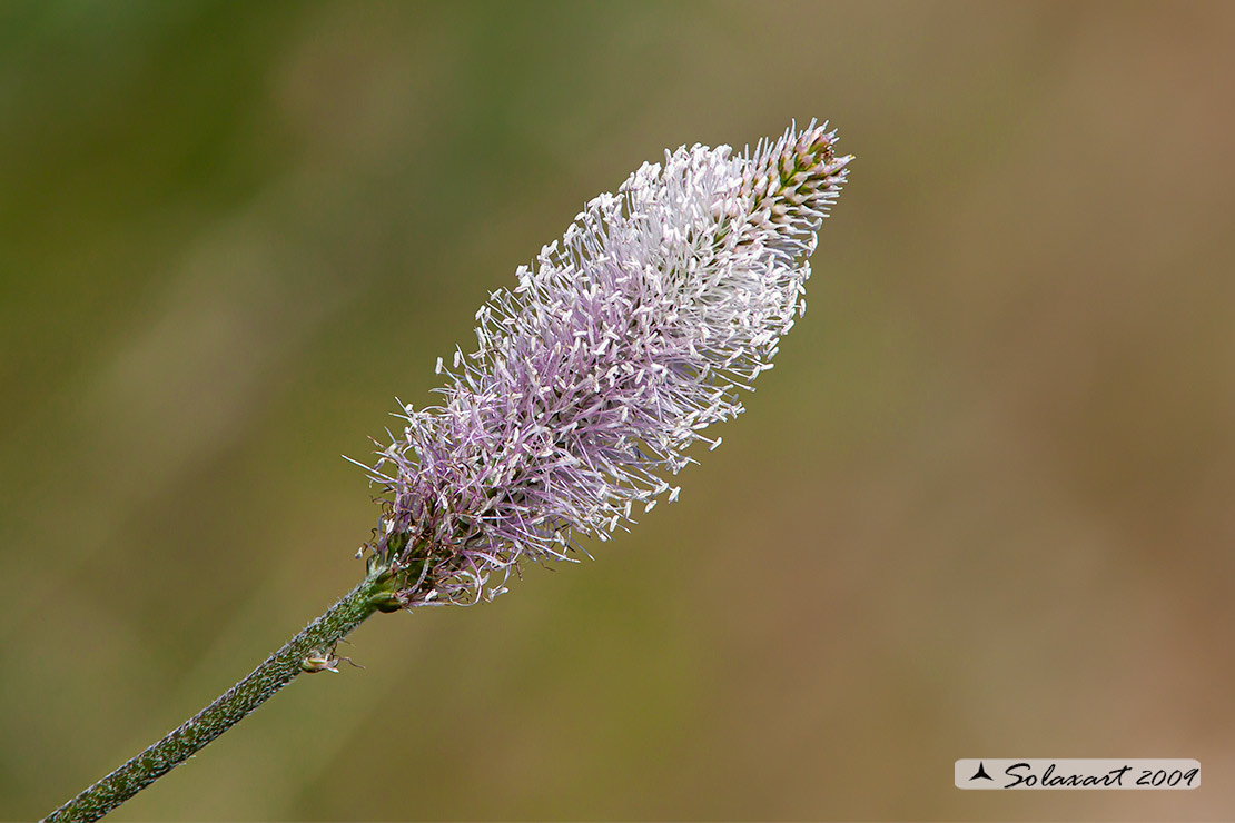 Plantago cfr. media