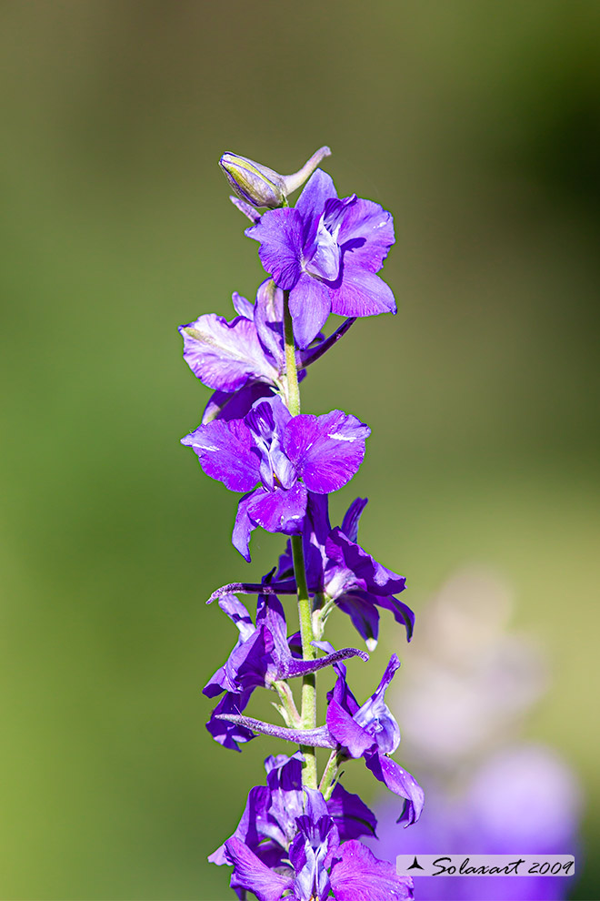 Ranunculaceae  Consolida regalis (?) no: Delphinium ajacis