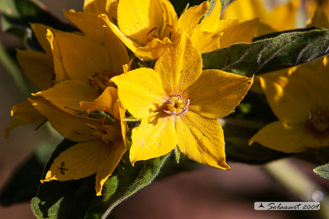 Fiore giallo - Lysimachia sp.