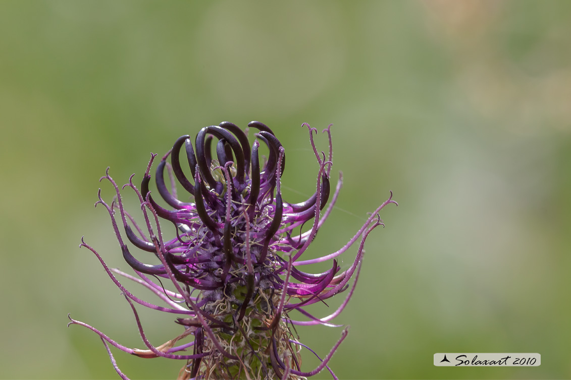 Campanulaceae: Phyteuma ovatum