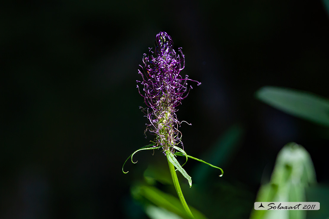 Campanulaceae: Phyteuma ovatum