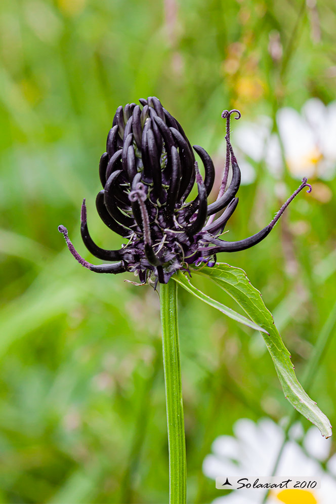 Campanulaceae: Phyteuma orbiculare o nigrum ??