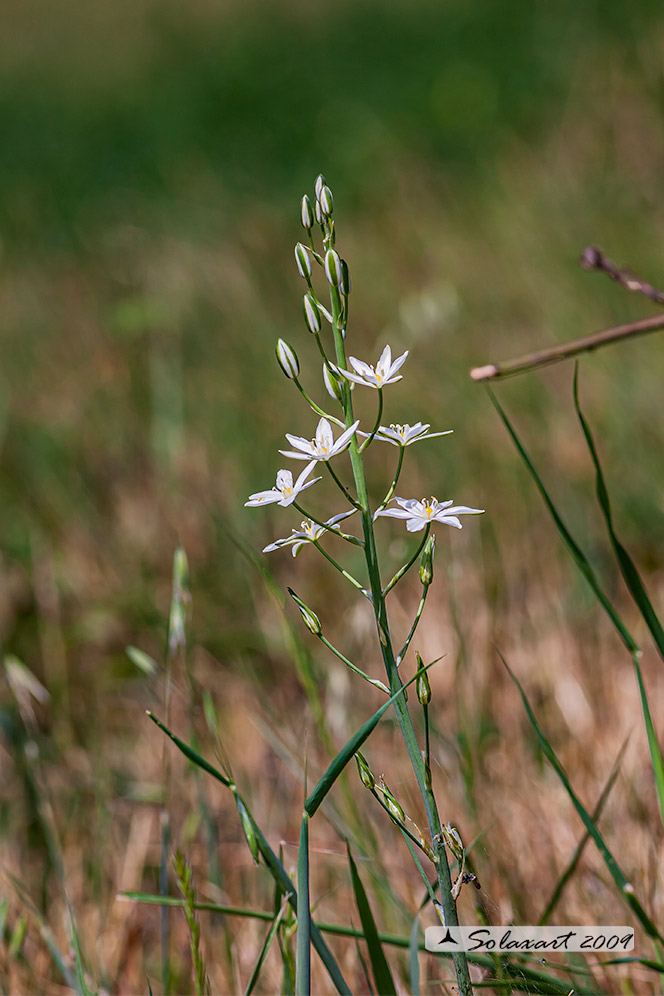 Loncomelos cfr. brevistylum