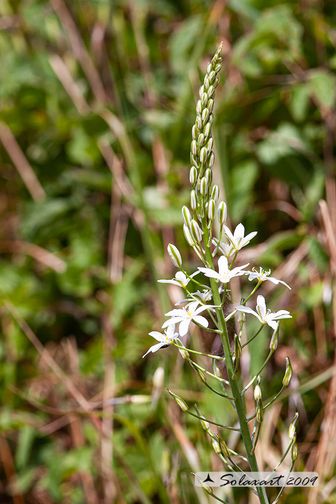 Loncomelos cfr. brevistylum