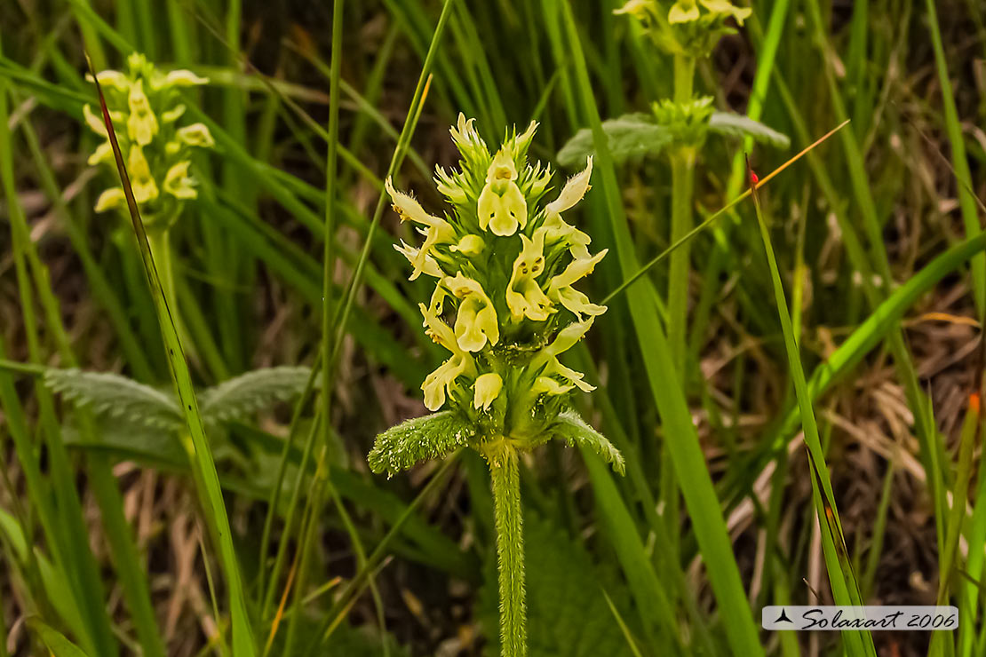 Orchidales ?   No, Lamiales:  Betonica alopecuros (Lamiaceae)