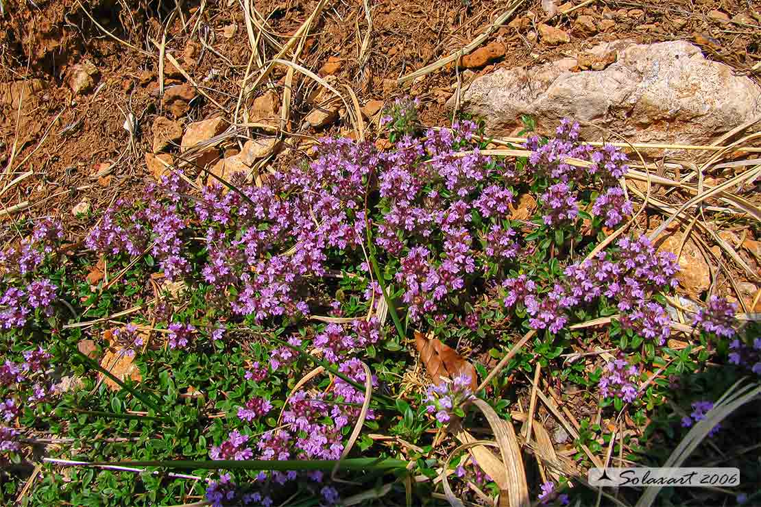 Rhododendron myrtifolium ? No, Thymus sp. (Lamiaceae)