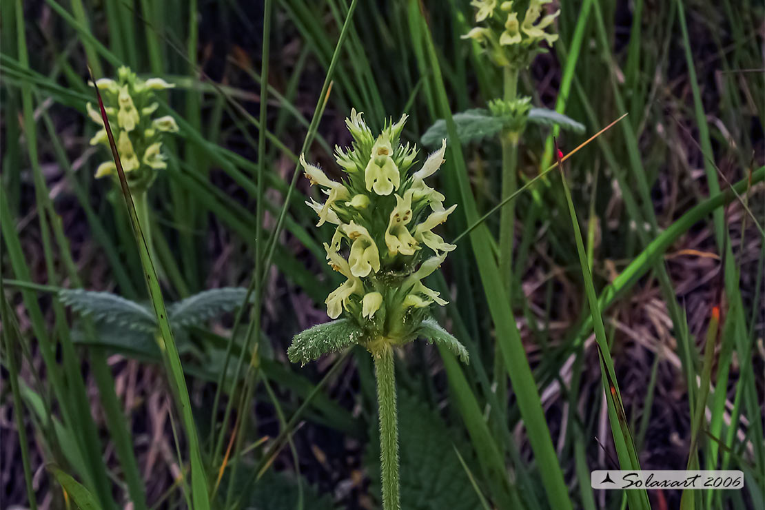 Orchidales ?   No, Lamiales:  Betonica alopecuros (Lamiaceae)