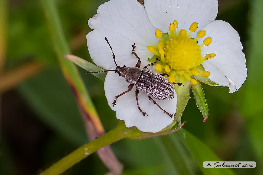 Curculionidae: cfr. Phyllobius pyri