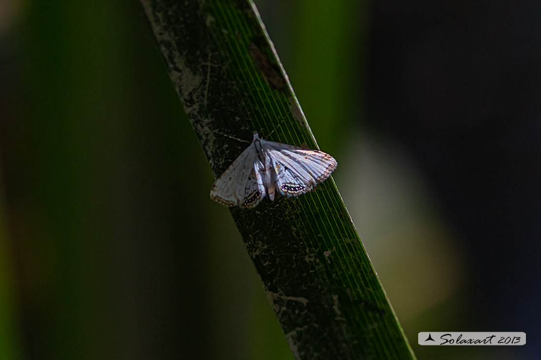 Geometridae  ?  No, Crambidae: Cataclysta lemnata