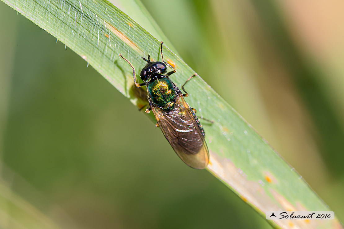 Stratiomyidae: Chloromyia formosa (cfr.)