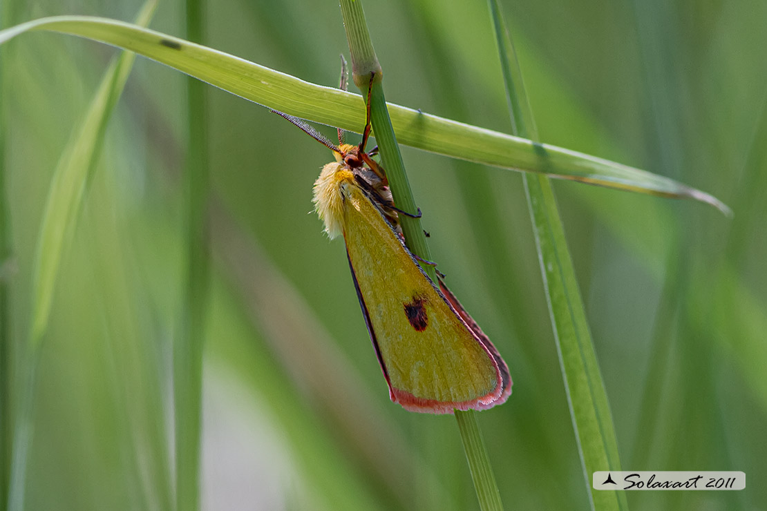 Erebidae Arctiinae;   Diacrisia sannio (?)