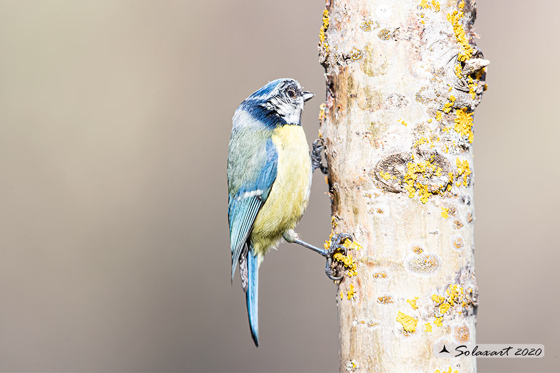 Cinciarella (Cyanistes caeruleus)  stranissima