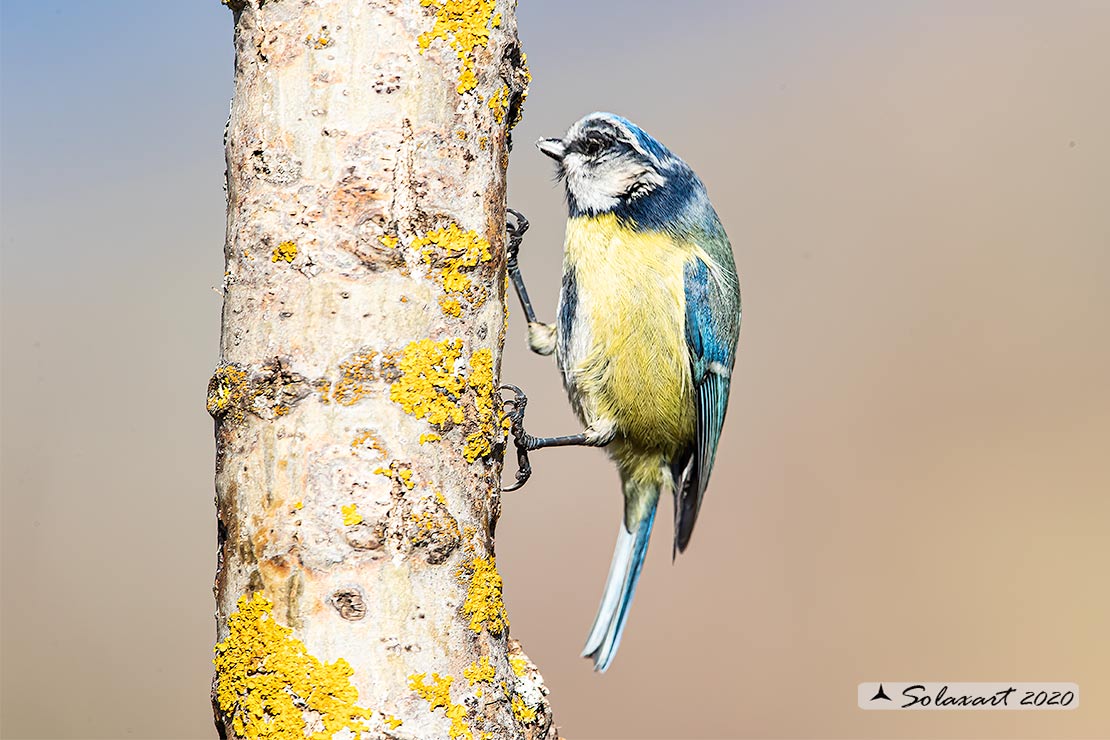 Cinciarella (Cyanistes caeruleus)  stranissima