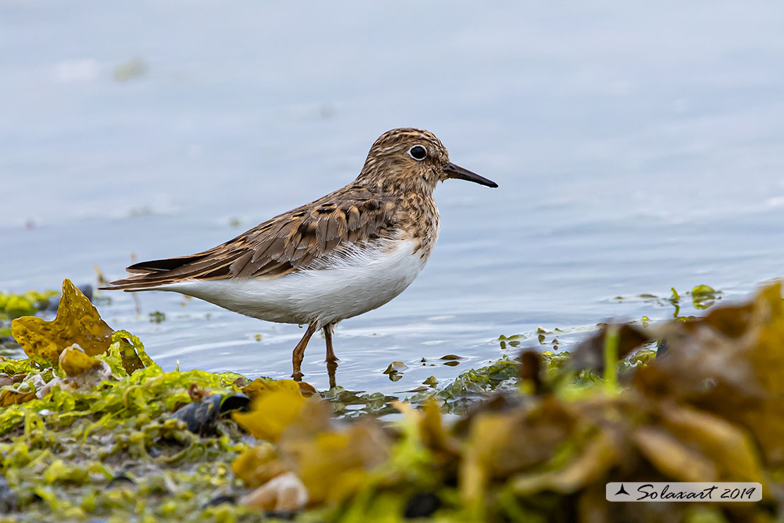 Piovanello ?  No, Gambecchio nano (Calidris temminckii)