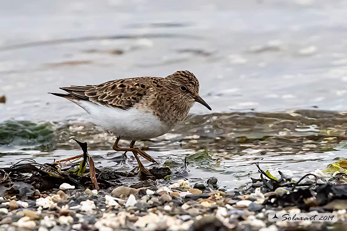 Piovanello ?  No, Gambecchio nano (Calidris temminckii)