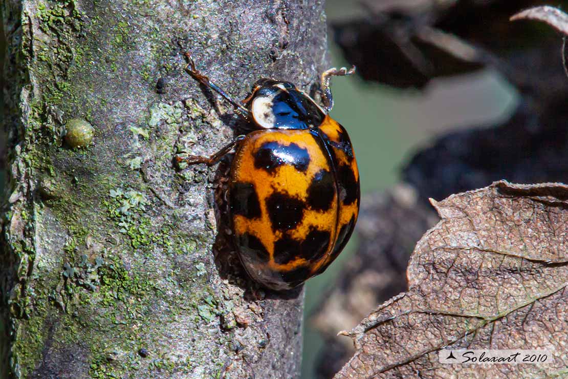 Coccinellidae: Harmonia axyridis.