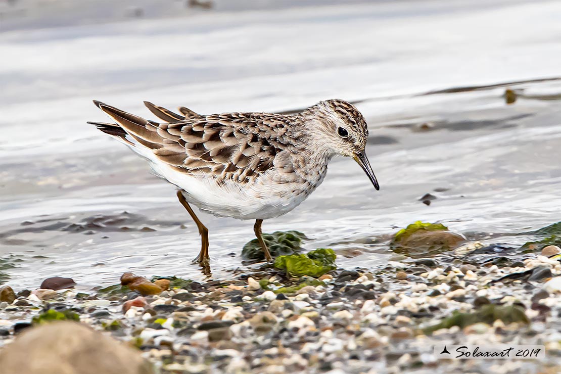 Piovanello ?  No, Gambecchio nano (Calidris temminckii)