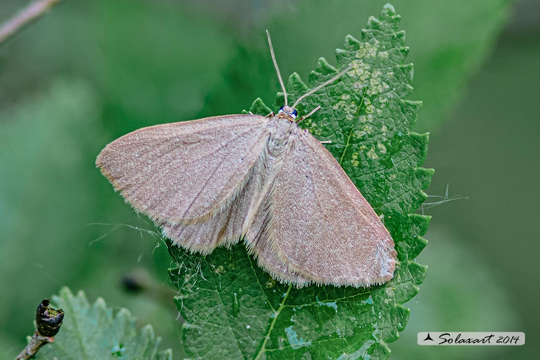 Geometridae: Minoa murinata ?  S !