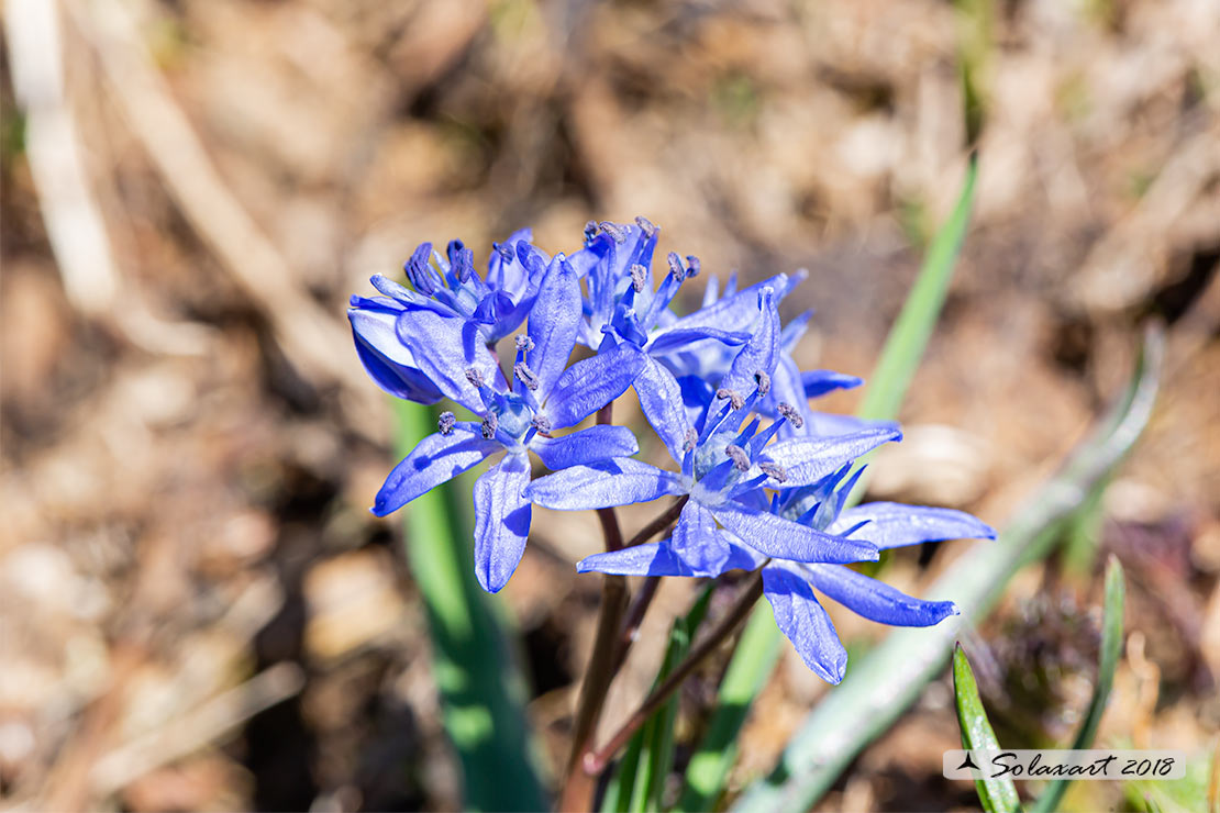 Scilla bifolia