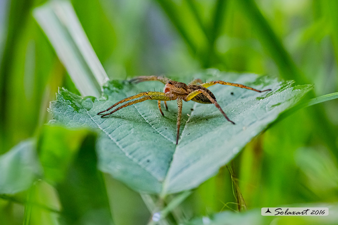 Dolomedes (forse plantarius) ???