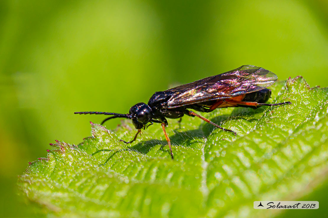 Ichneumonidae? No, Tenthredinidae