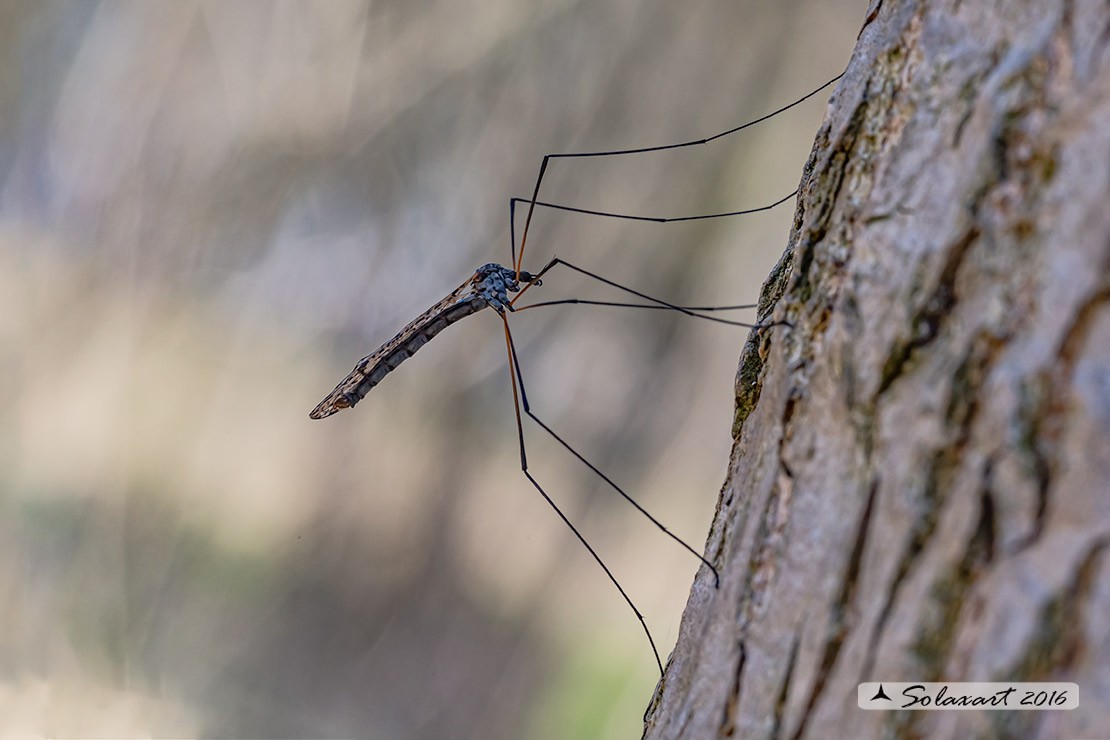 Tipulidae ?  No, Limonidae sp.