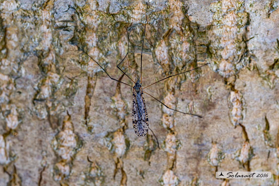 Tipulidae ?  No, Limonidae sp.