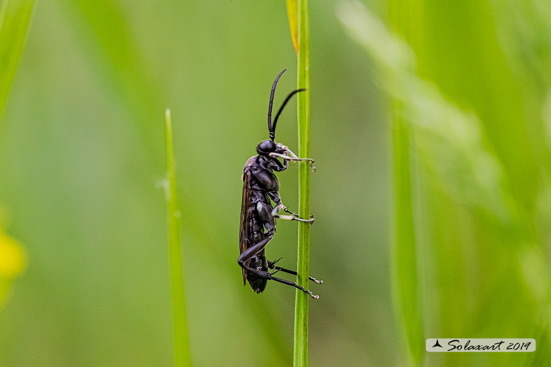 Arge berberidis ?????? no, Macrophya sp.