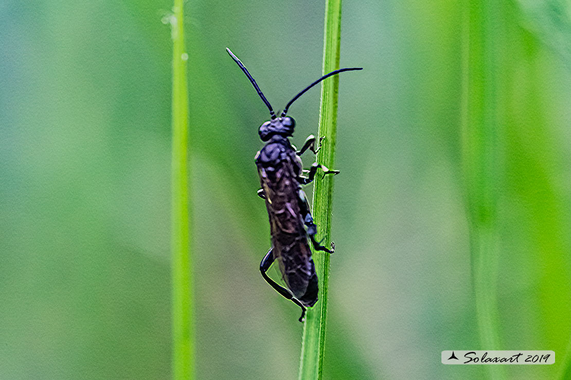 Arge berberidis ?????? no, Macrophya sp.