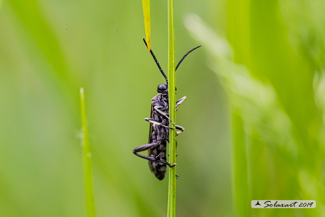 Arge berberidis ?????? no, Macrophya sp.