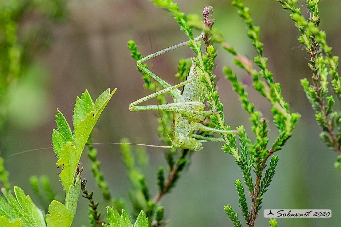 Ninfa di Tettigonia viridissima