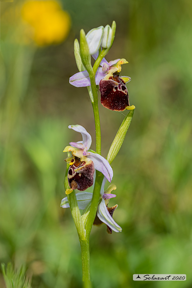 Ophrys xx   (????)