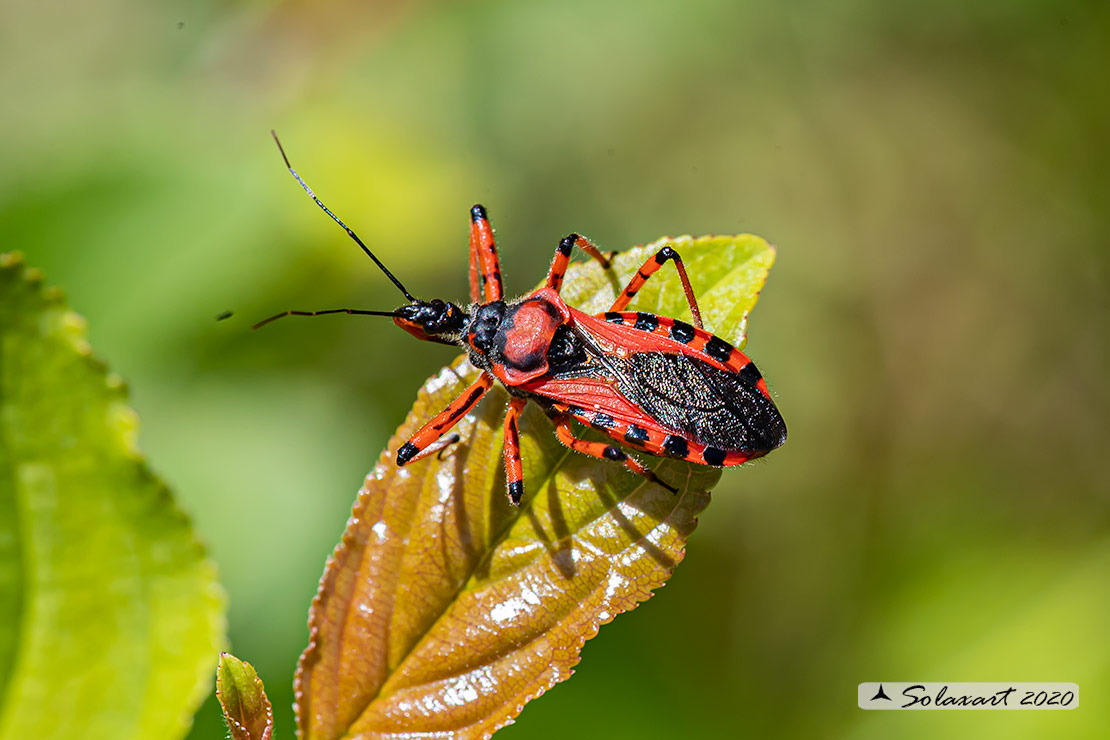 Rhynocoris: rubricus o  iracundus (???)