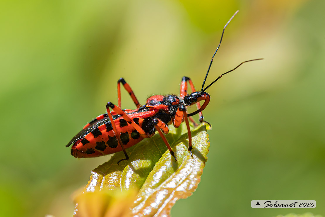 Rhynocoris: rubricus o  iracundus (???)