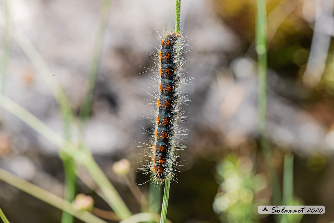 Bruco di Eriogaster lanestris (Lasiocampidae)