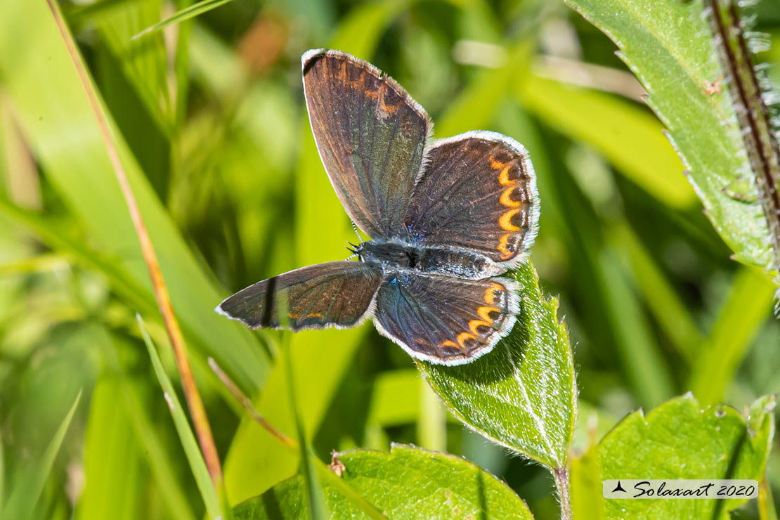 Polyommatus icarus femmina (???)... Polyommatus sp.