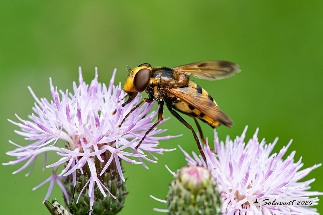 Syrphidae; Volucella inanis ?  S !