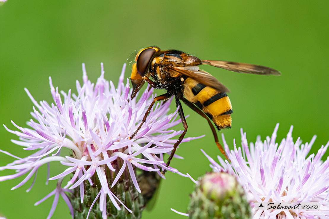 Syrphidae; Volucella inanis ?  S !