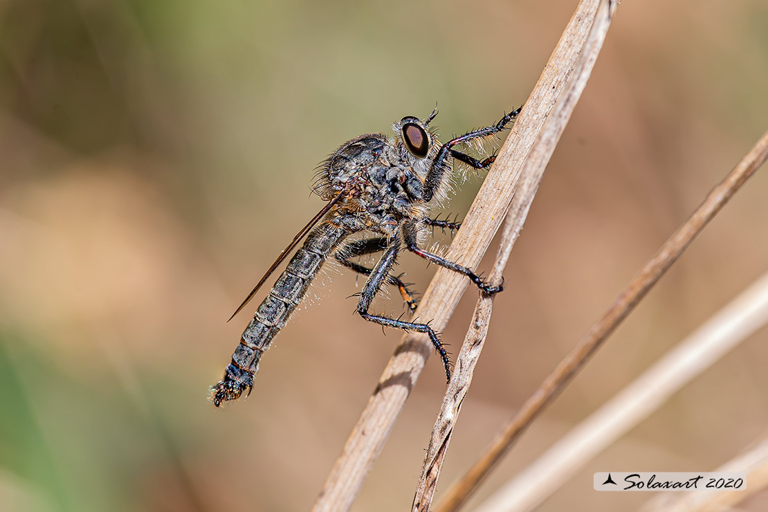 Asilidae : forse Tolmerus pyragra ???