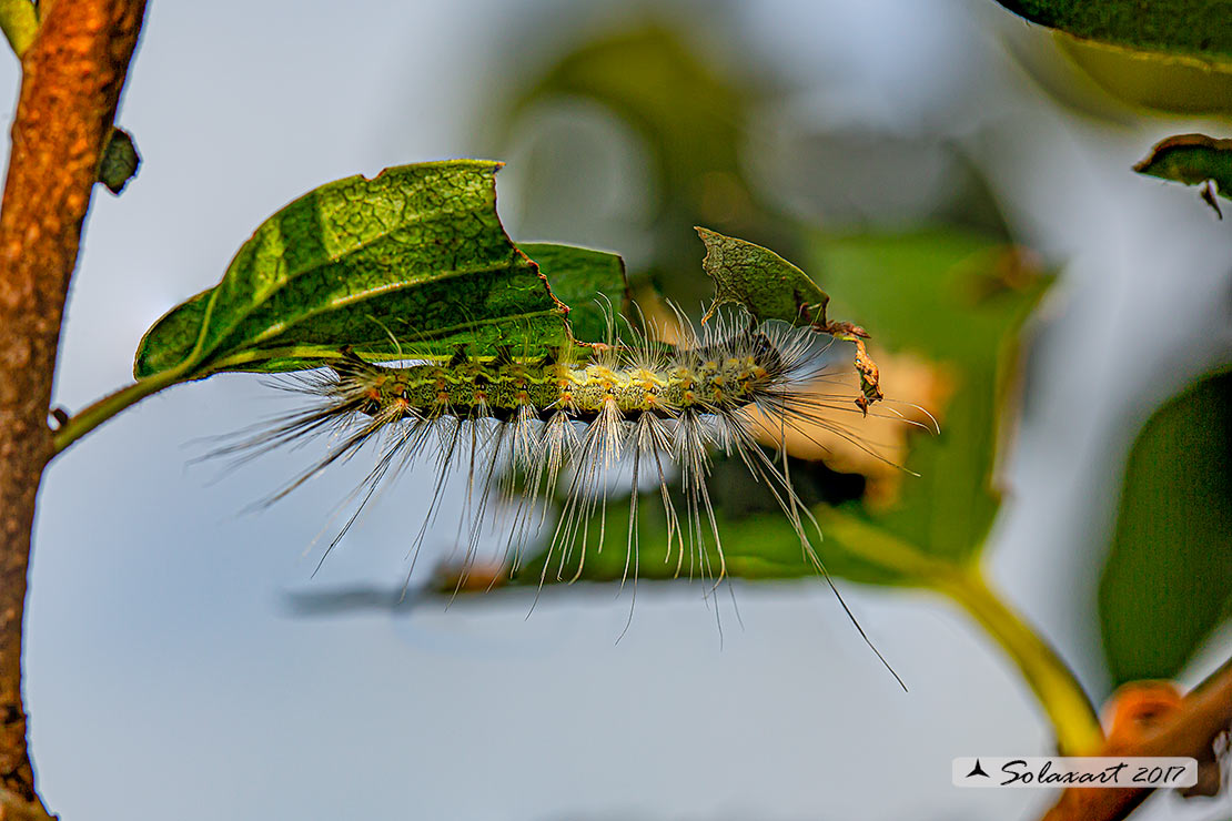 Bruco di Hyphantria cunea - Erebidae