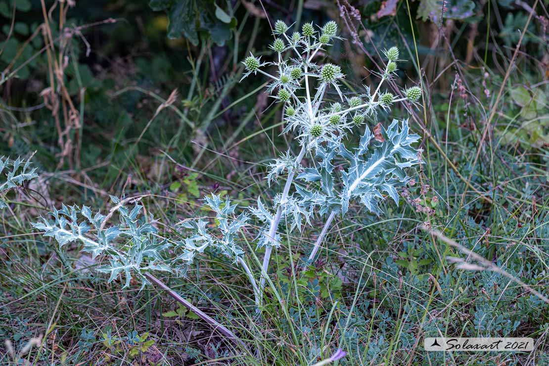 Apiaceae: Eryngium ? S, Eryngium campestre