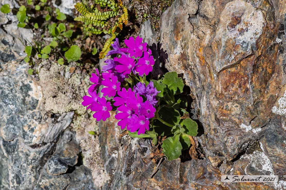 Primula irsuta?  No, Primula daonensis