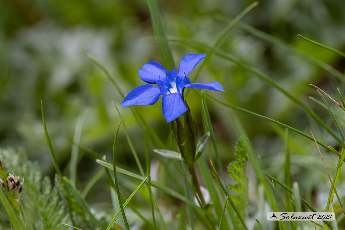 Gentiana rostanii?... Gentiana sp.