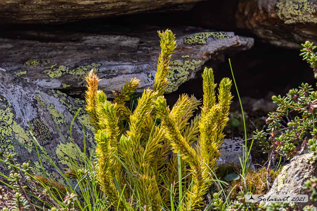 Pianta montana:  Huperzia selago (  Pteridophyta -Lycopodiaceae)