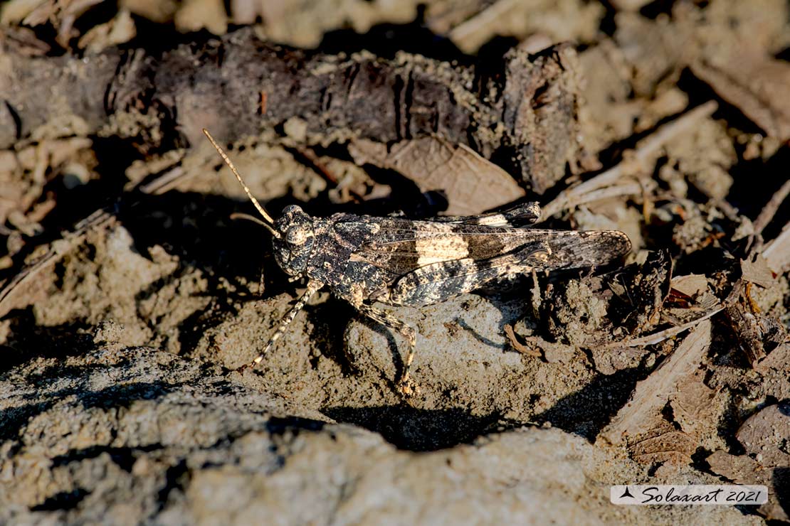 Oedipoda caerulescens Male ?  (riedito il precedente post con un solo soggetto)