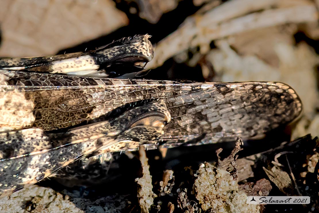 Oedipoda caerulescens Male ?  (riedito il precedente post con un solo soggetto)